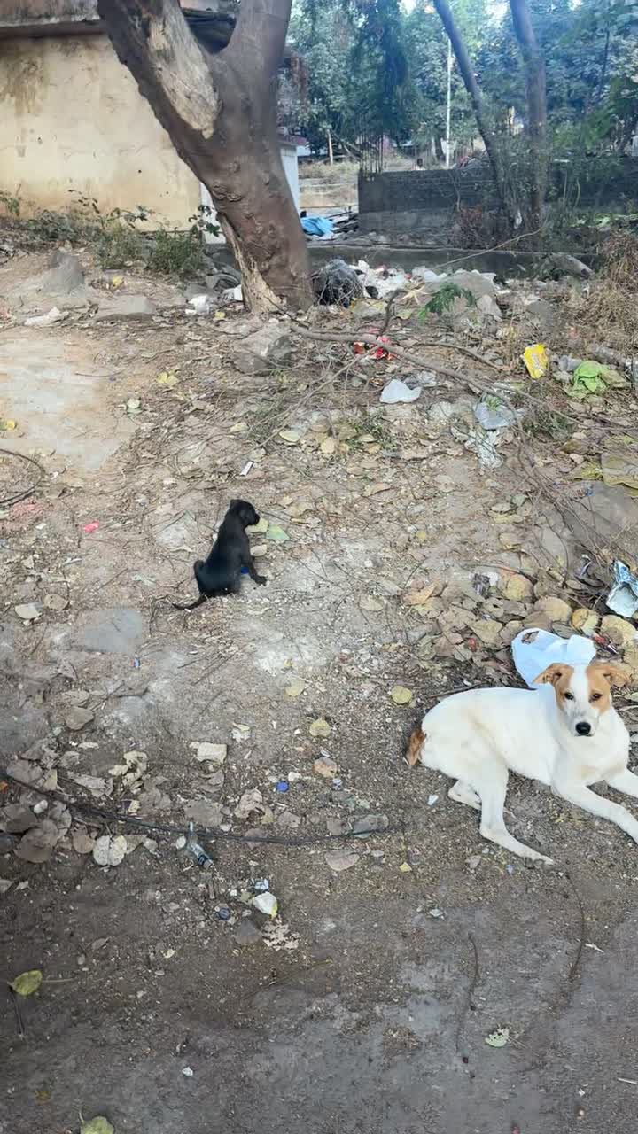 A white street dog and a black puppy under a tree