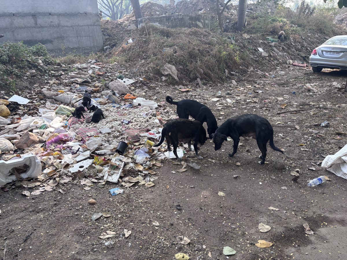 Street dogs on a hillside in the morning